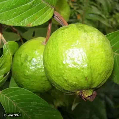 Guava Plant-thumb0