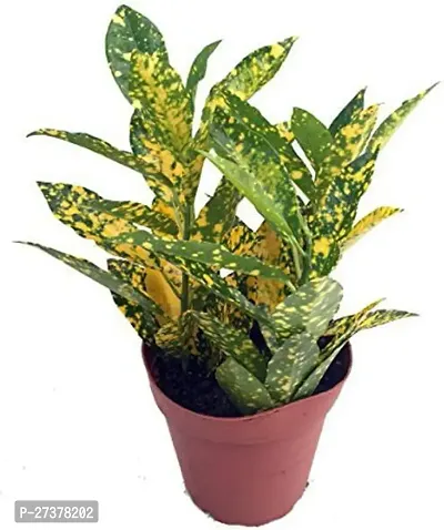 BALUBITA Hybrid Croton Plant[BB1600]-thumb0