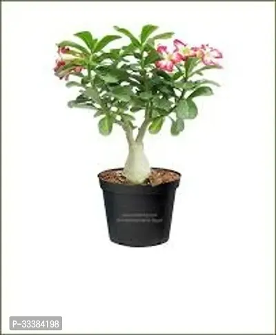 Adenium Flower Plant-thumb0