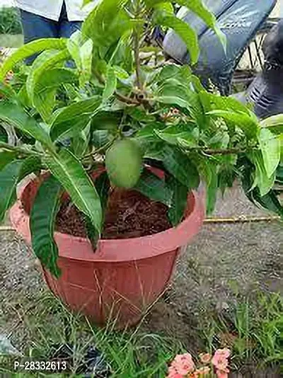 Fulmala Nursery Mango Plant Height 1.2-1.483 Fit, With Growing Bag-thumb0