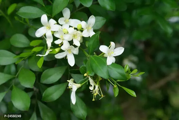 Murraya Paniculata PlantHybrid Esey To Grow No Nead To extra Care [ S133]-thumb0