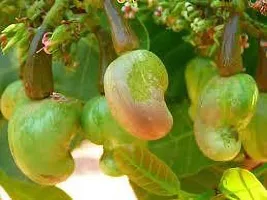 Fulmala Nursery Cashew Apple Plant Height 1.2-1.50 Fit, With Growing Bag-thumb1