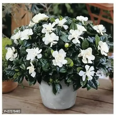 BALUBITA Hybrid Jasmine Plant[BB1799]-thumb0
