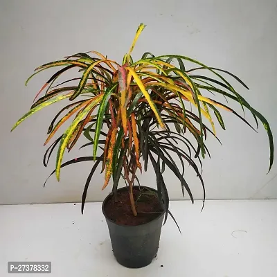 BALUBITA Hybrid Croton Plant[BB1728]