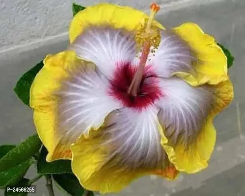 Hibiscus PlantHybrid Esey To Grow No Nead To extra Care [ S139]-thumb0