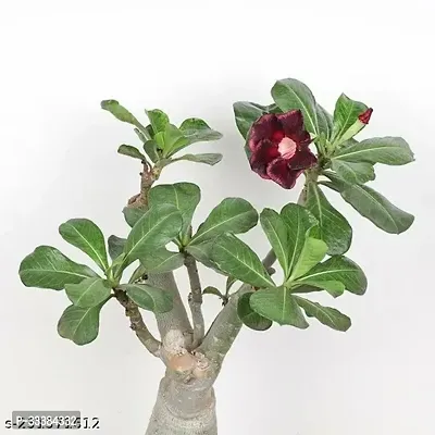 Adenium Flower Plant-thumb0