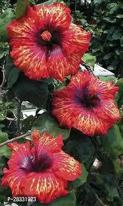 Fulmala Nursery Hibiscus Plant Height 1.2-1.47 Fit, With Growing Bag-thumb0