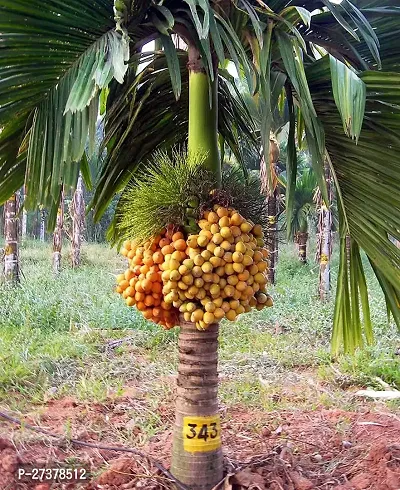 BALUBITA Hybrid Betel Nut/Supari Plant[BB1907]-thumb0