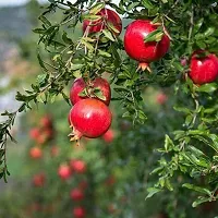 BALUBITA Hybrid Pomegranate Plant[BB1669]-thumb1