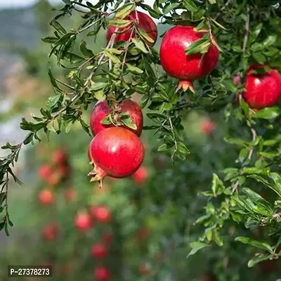 BALUBITA Hybrid Pomegranate Plant[BB1669]-thumb2