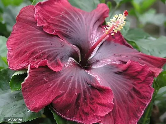 Fulmala Nursery Hibiscus Plant Height 1.2-1.245 Fit, With Growing Bag-thumb0