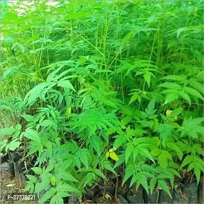 BALUBITA Hybrid Neem Plant[BB1618]-thumb0