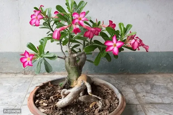 Adenium Flower Plant-thumb0