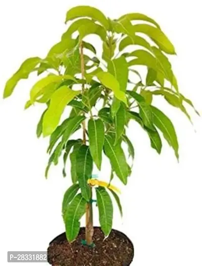 Fulmala Nursery Mango Plant Height 1.2-1.16 Fit, With Growing Bag-thumb0