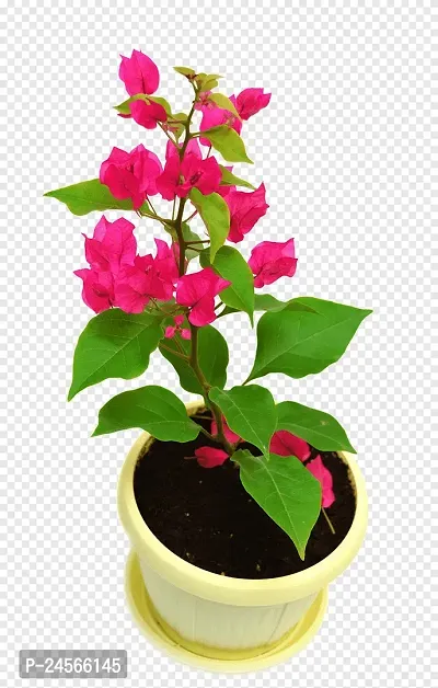 Baugainvillea PlantHybrid Esey To Grow No Nead To extra Care [ S31]-thumb0