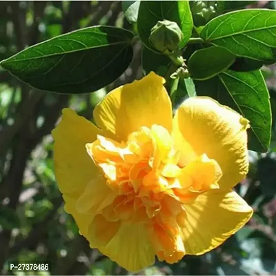 BALUBITA Hybrid Hibiscus Plant[BB1881]-thumb2