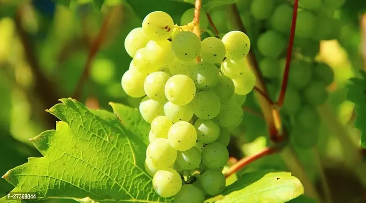 BALUBITA Hybrid Grape Plant[BB1553]-thumb0