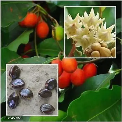 Spanish Cherry Plant