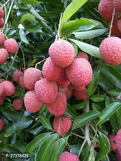 BALUBITA Hybrid Litchi Plant[BB1825]-thumb0