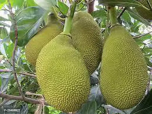 Jack Fruit Plant-thumb0