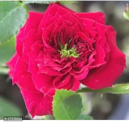 BALUBITA Hybrid Rose Plant[BB1661]-thumb0