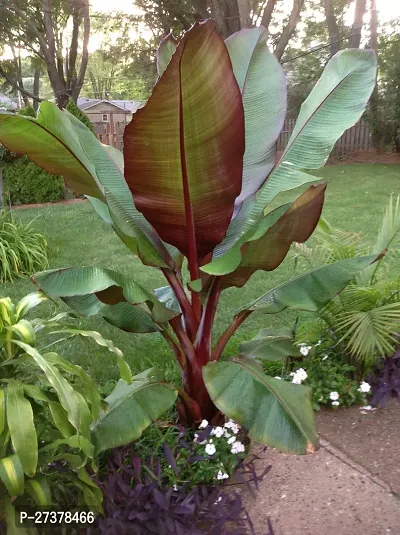 BALUBITA Hybrid Banana Plant[BB1862]-thumb2