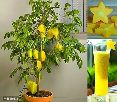 Star Fruit Carambola Grafted Plant-thumb0