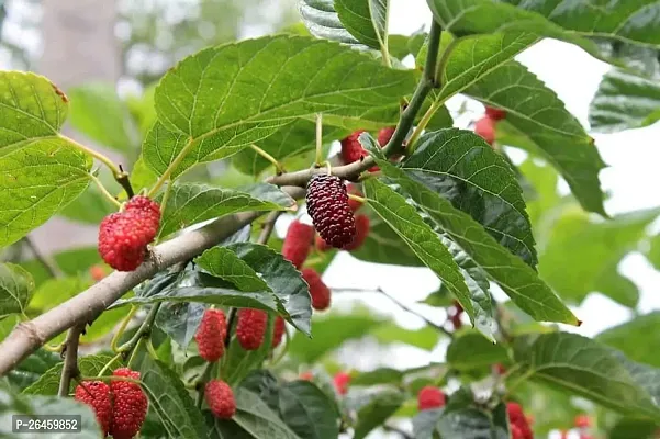 Shahtoot/Mulberry Plant