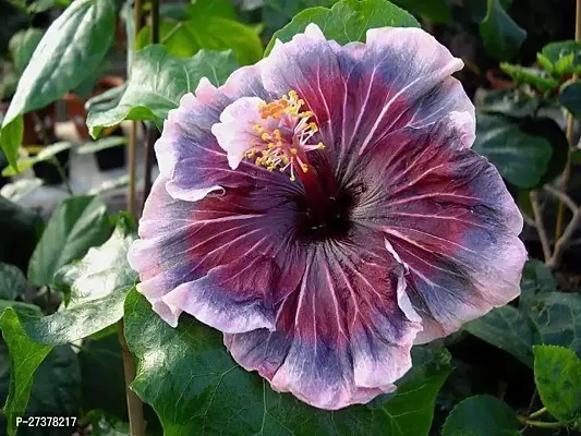 BALUBITA Hybrid Hibiscus Plant[BB1614]-thumb0