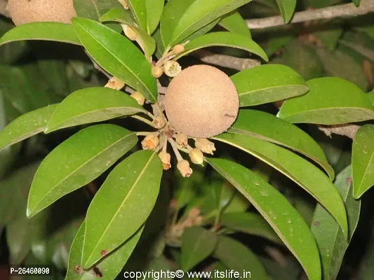 Chiku Plant