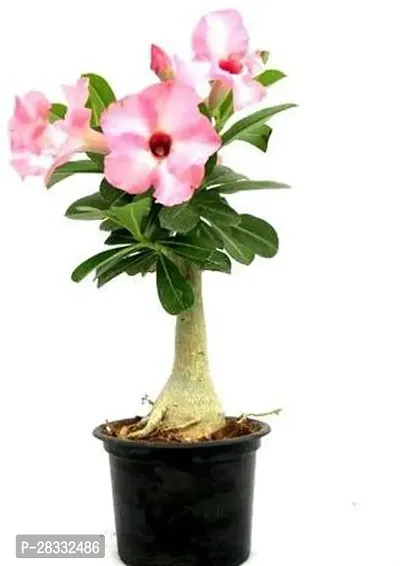 Fulmala Nursery Adenium Plant Height 1.2-1.381 Fit, With Growing Bag-thumb0