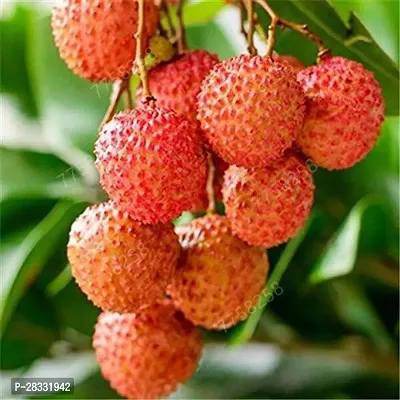 Fulmala Nursery Litchi Plant Height 1.2-1.62 Fit, With Growing Bag-thumb0