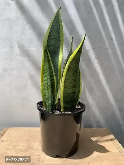 BALUBITA Hybrid Snake Plant[BB1667]-thumb0