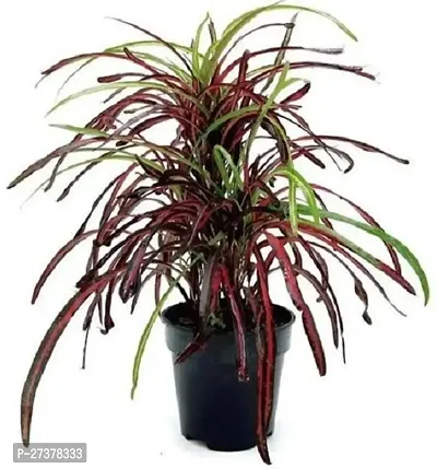 BALUBITA Hybrid Croton Plant[BB1729]