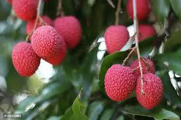 Fulmala Nursery Litchi Plant Height 1.2-1.110 Fit, With Growing Bag-thumb0