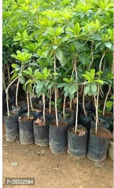 Fulmala Nursery Chiku Plant Height 1.2-1.395 Fit, With Growing Bag-thumb0