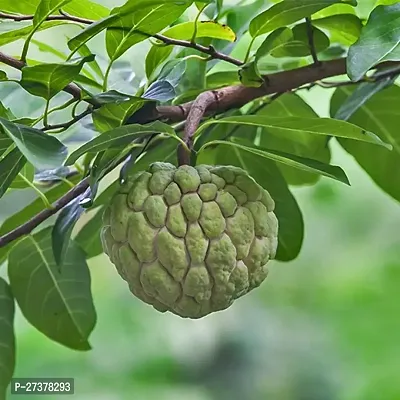 BALUBITA Hybrid Custard Apple Plant[BB1689]-thumb0