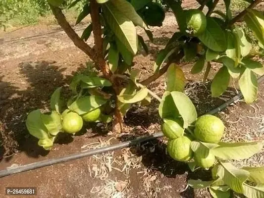 Guava Plant-thumb0