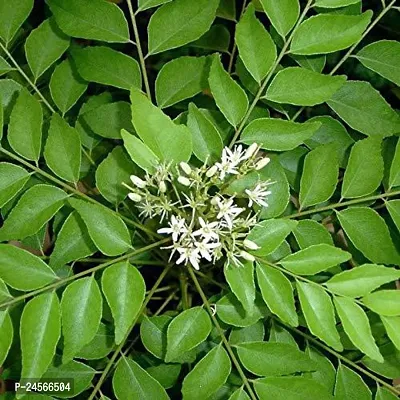 Curry Leaf PlantHybrid Esey To Grow No Nead To extra Care [ S382]-thumb0