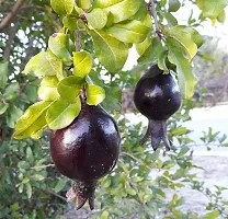 BALUBITA Hybrid Pomegranate Plant[BB1896]-thumb1