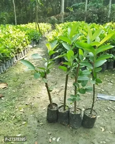 BALUBITA Hybrid Guava Plant[BB1791]-thumb3