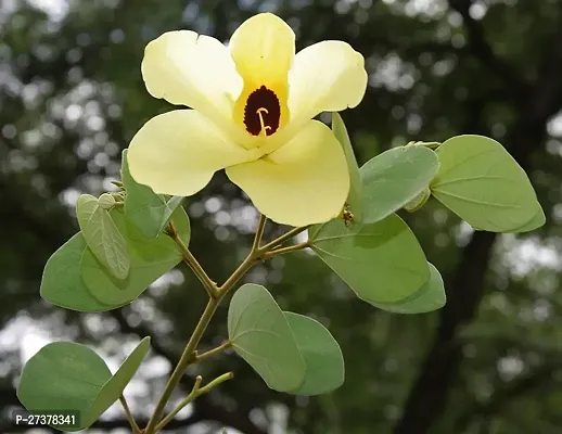 BALUBITA Hybrid Heart Leaf Oxycardium Plant[BB1737]-thumb2