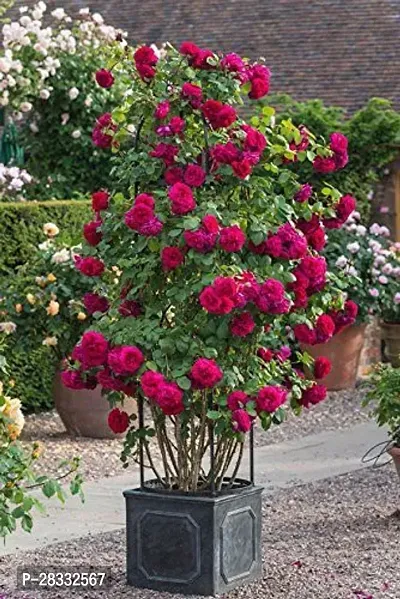 Fulmala Nursery Rose Plant Height 1.2-1.446 Fit, With Growing Bag-thumb0