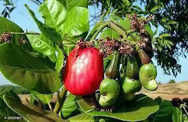 Fulmala Nursery Cashew Apple Plant Height 1.2-1.82 Fit, With Growing Bag-thumb0