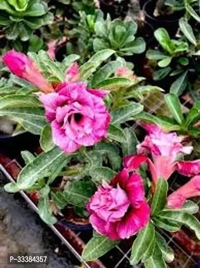 Adenium Flower Plant-thumb0