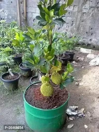 Jack Fruit Plant-thumb0