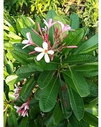 BALUBITA Hybrid Plumeria Plant[BB1858]-thumb1