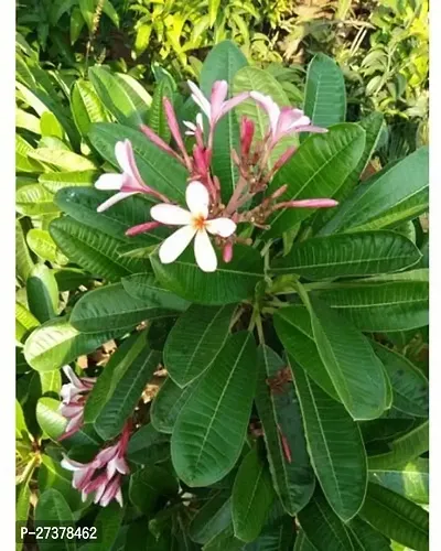 BALUBITA Hybrid Plumeria Plant[BB1858]-thumb2