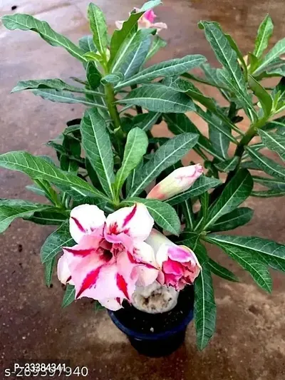 Adenium Flower Plant-thumb0