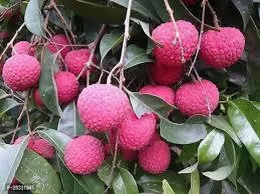 Fulmala Nursery Litchi Plant Height 1.2-1.61 Fit, With Growing Bag-thumb0